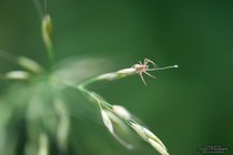 ADL_030369