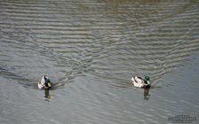 ADL_021393