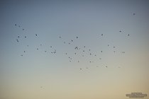 ADL_035468