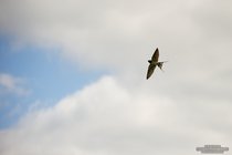 ADL_031525