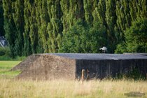 ADL_035952
