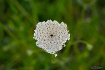 ADL_035593