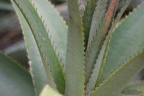 ADL_037856