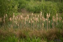 ADL_064151